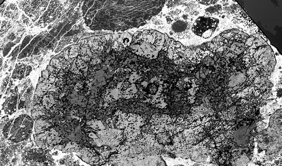 A back-scattered image of the E44 CAI from the CV3 Efremovka chondrite taken on a scanning electron microscope